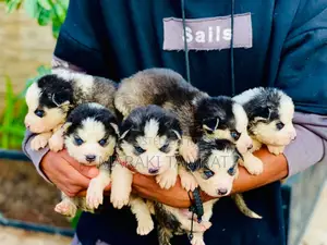 Photo - 1-3 months Female Purebred Siberian Husky