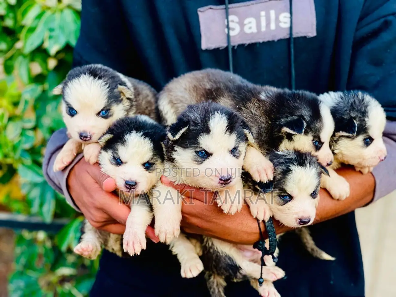 1-3 months Female Purebred Siberian Husky