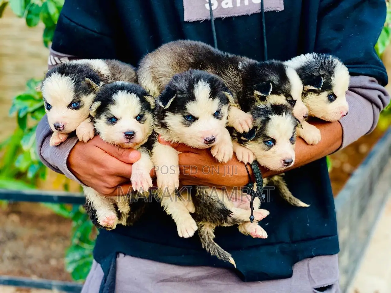 1-3 months Female Purebred Siberian Husky