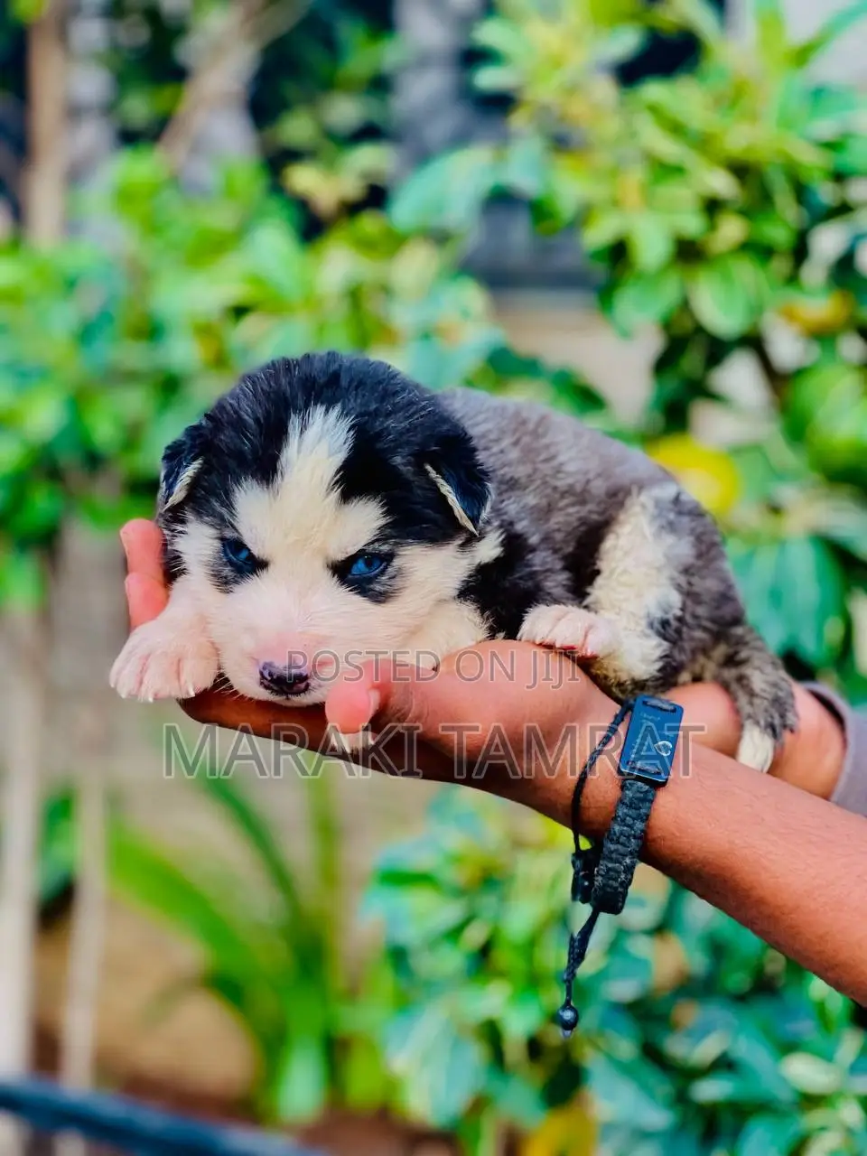 1-3 months Female Purebred Siberian Husky