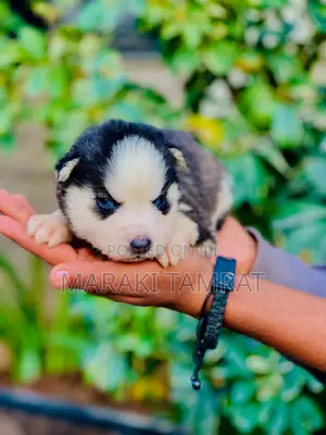 Photo - 1-3 months Female Purebred Siberian Husky