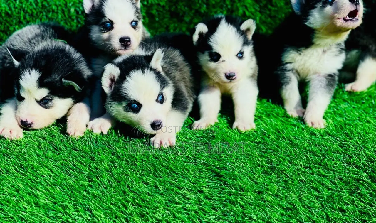 1-3 months Female Purebred Siberian Husky