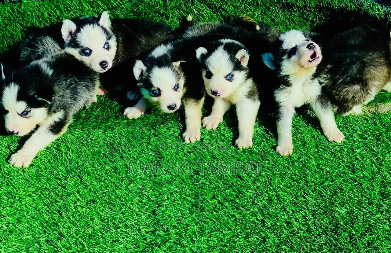 1-3 months Female Purebred Siberian Husky