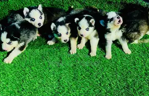 1-3 months Female Purebred Siberian Husky