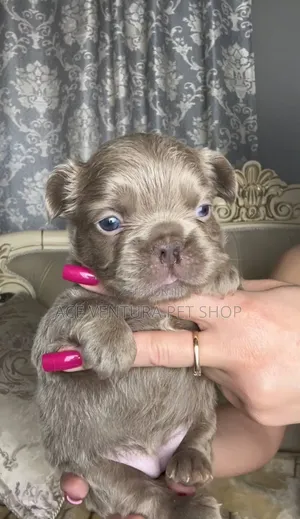 Photo - 1-3 months Male Purebred French Bulldog