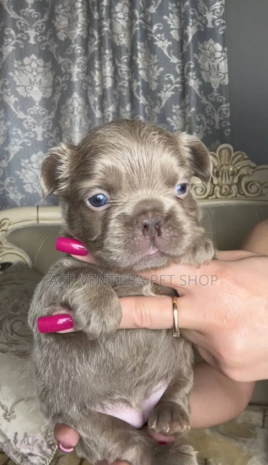 1-3 months Male Purebred French Bulldog