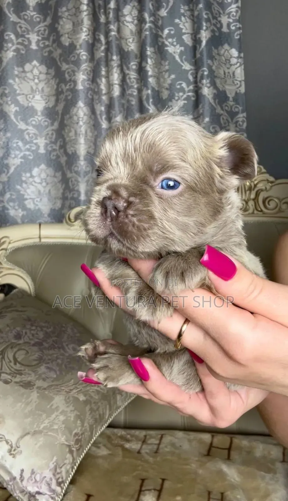 1-3 months Male Purebred French Bulldog