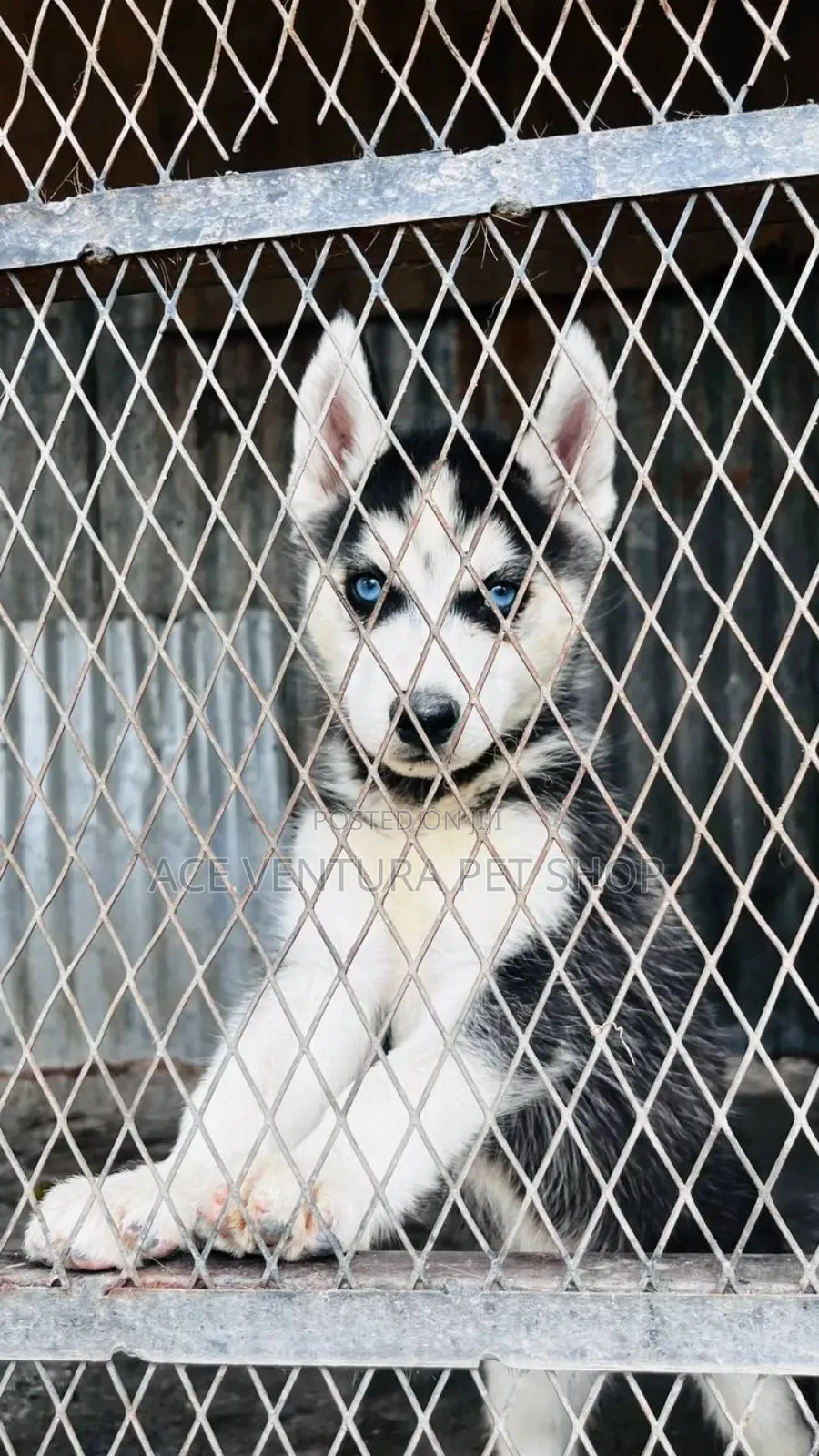 1-3 months Male Purebred Siberian Husky