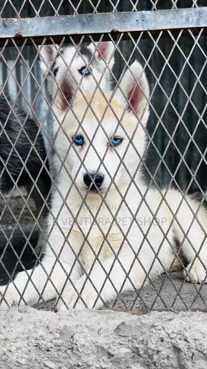 1-3 months Male Purebred Siberian Husky