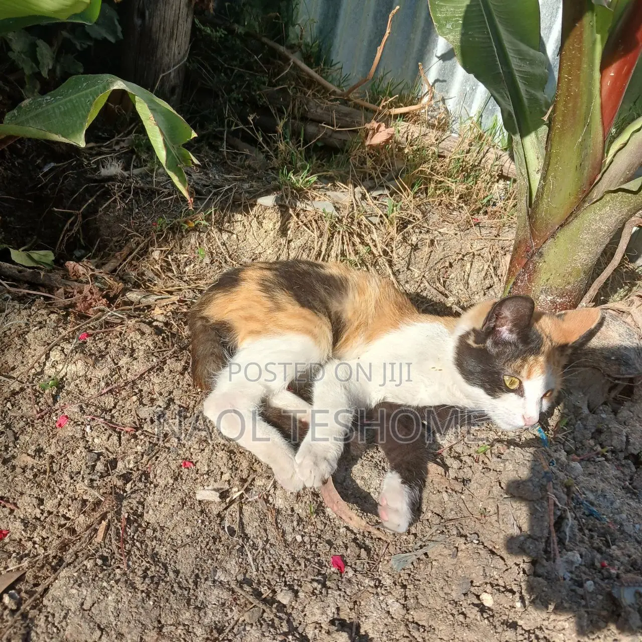 3-6 months Female Purebred American Curl