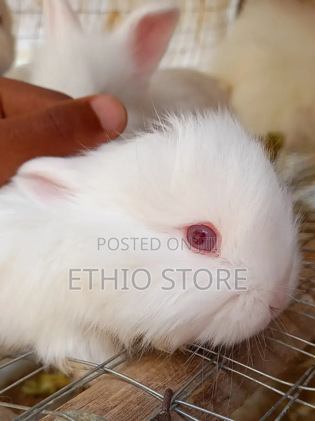 Rabbit ምትፈልጉ