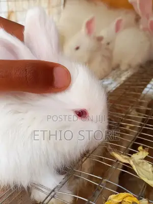 Rabbit ምትፈልጉ