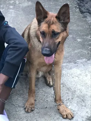 1-3 months Male Purebred German Shepherd