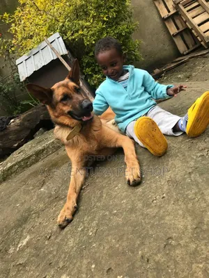 Photo - 1-3 months Male Purebred German Shepherd