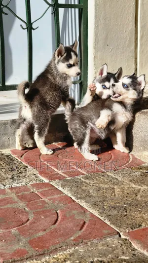Photo - 1-3 months Male Purebred Siberian Husky