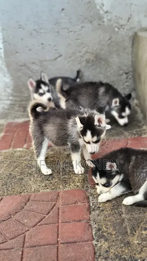 1-3 months Male Purebred Siberian Husky
