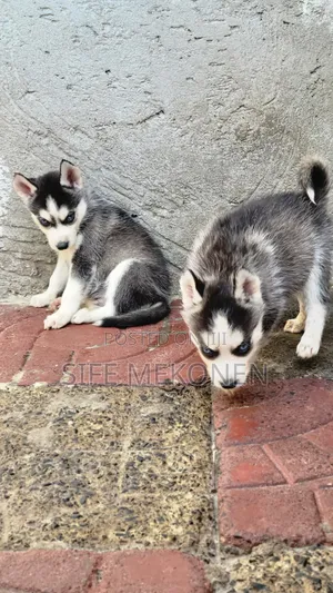 1-3 months Male Purebred Siberian Husky