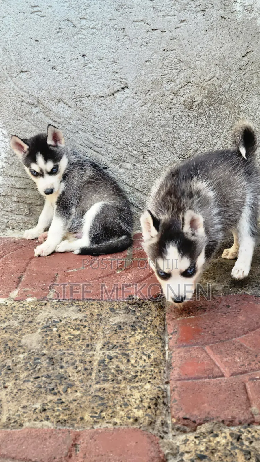 1-3 months Male Purebred Siberian Husky