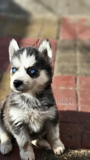 Photo - 1-3 months Male Purebred Siberian Husky