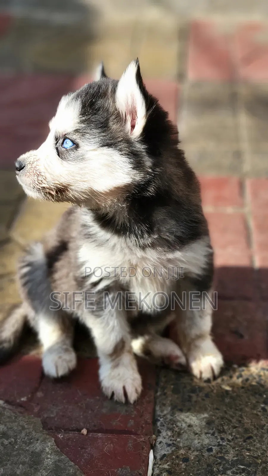 1-3 months Male Purebred Siberian Husky
