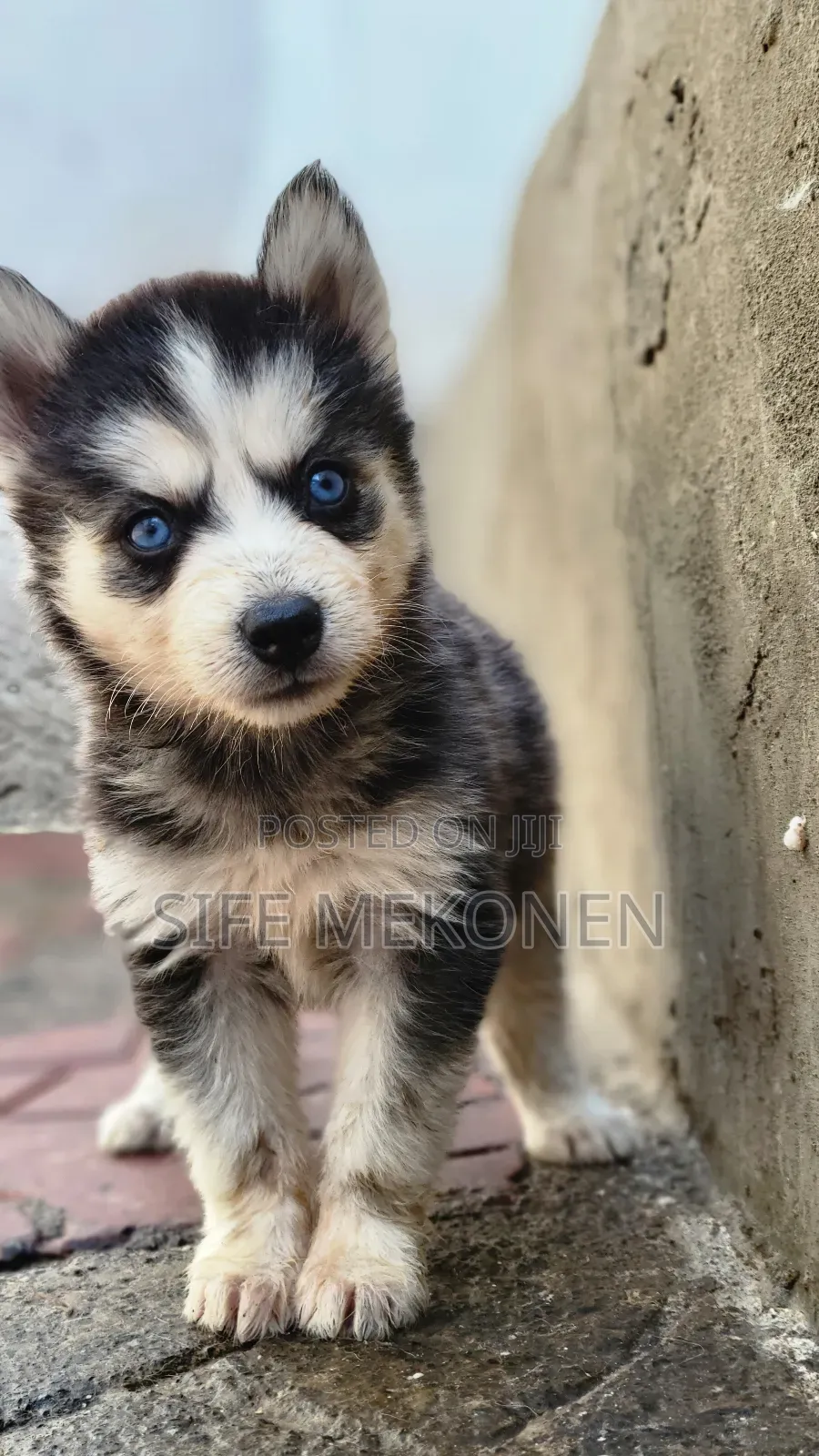 1-3 months Male Purebred Siberian Husky