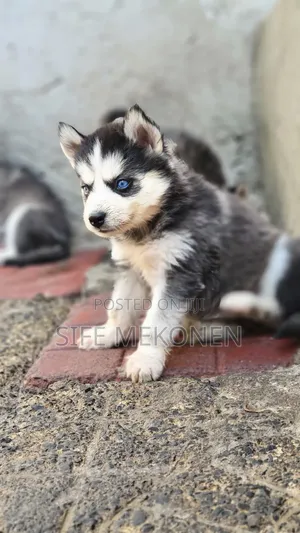 1-3 months Male Purebred Siberian Husky