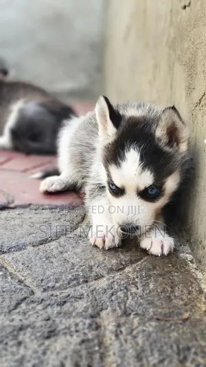 1-3 months Male Purebred Siberian Husky