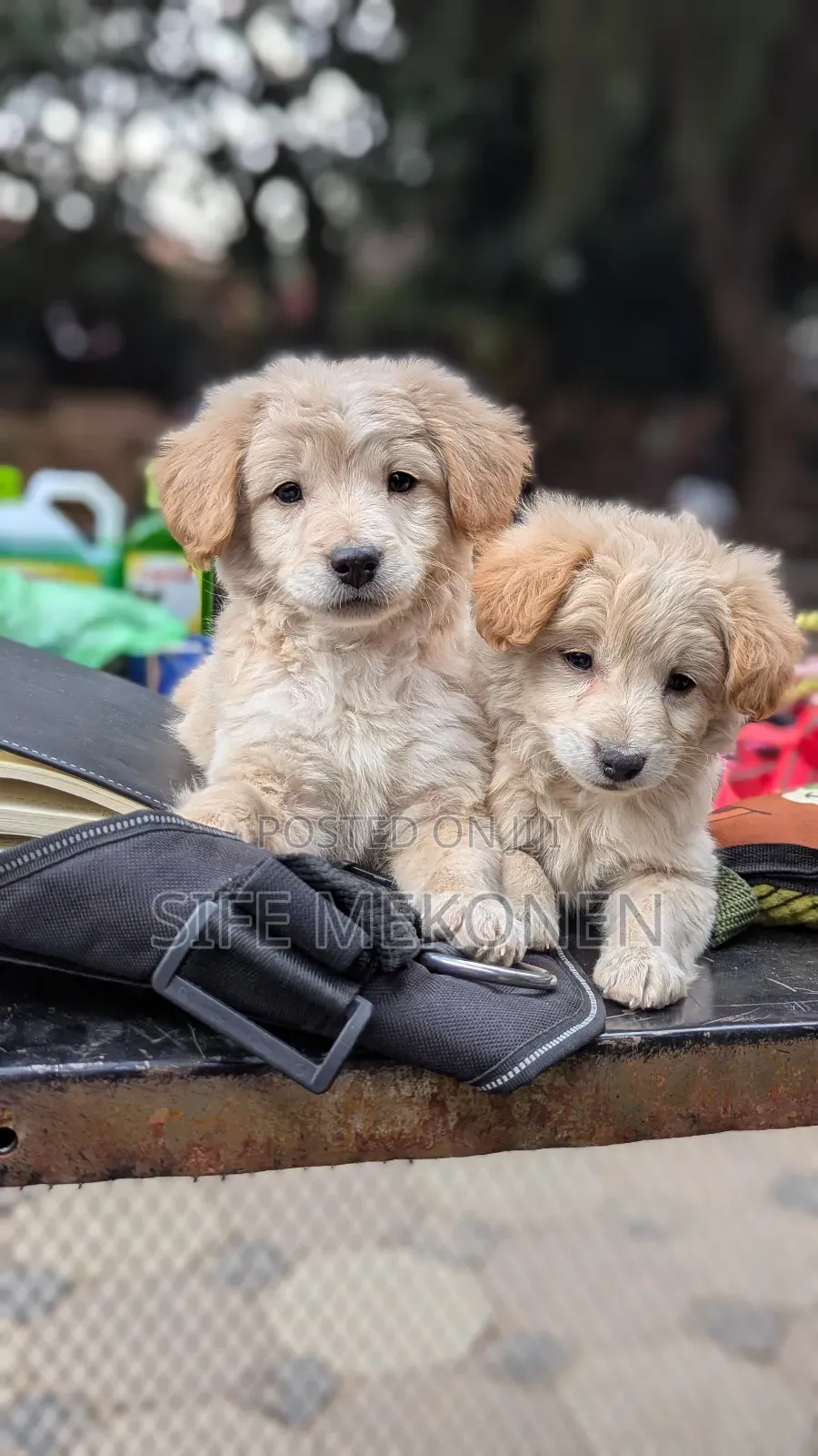 1-3 months Male Purebred Maltese
