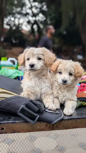 Photo - 1-3 months Male Purebred Maltese