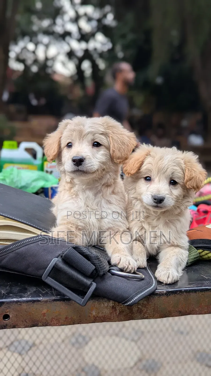 1-3 months Male Purebred Maltese
