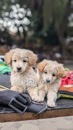 1-3 months Male Purebred Maltese