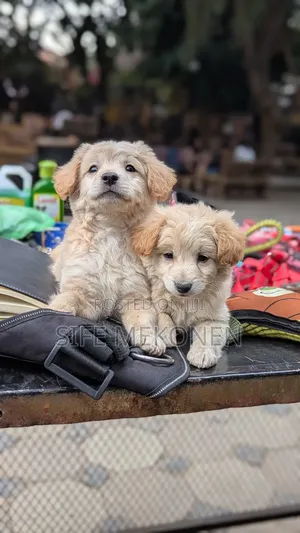 1-3 months Male Purebred Maltese