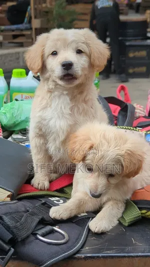 1-3 months Male Purebred Maltese