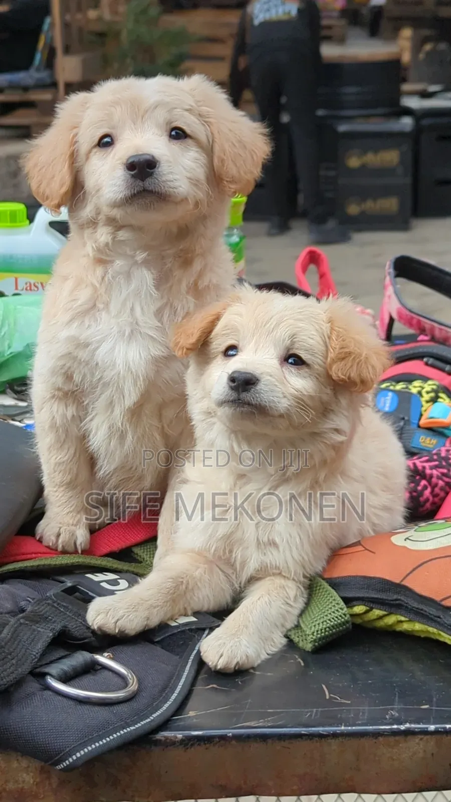 1-3 months Male Purebred Maltese