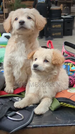 Photo - 1-3 months Male Purebred Maltese