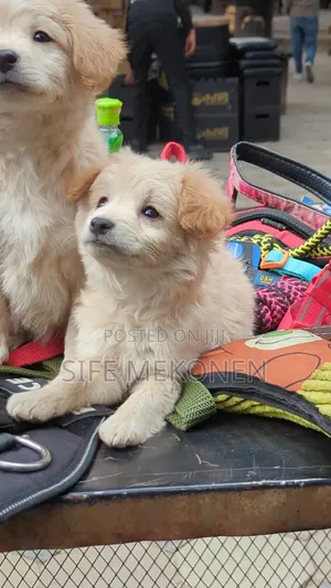 1-3 months Male Purebred Maltese