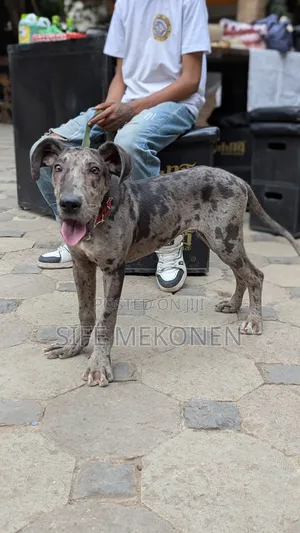 Photo - 1-3 months Male Purebred Great Dane