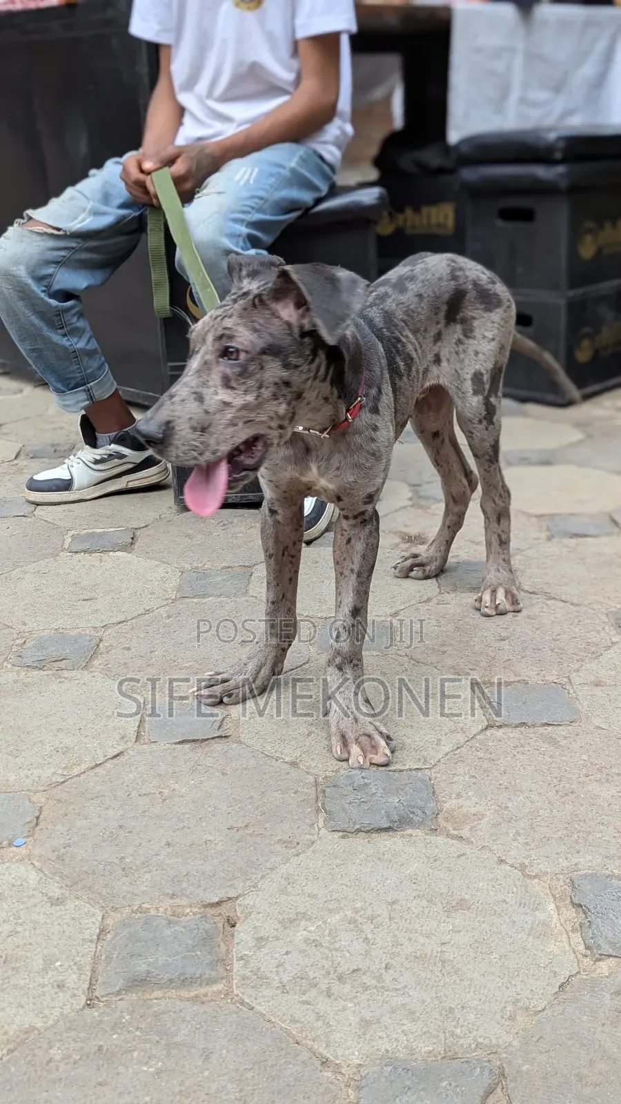 1-3 months Male Purebred Great Dane