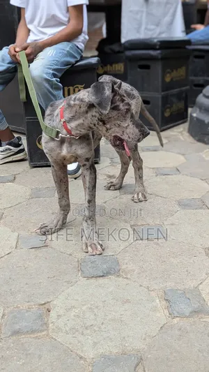 1-3 months Male Purebred Great Dane