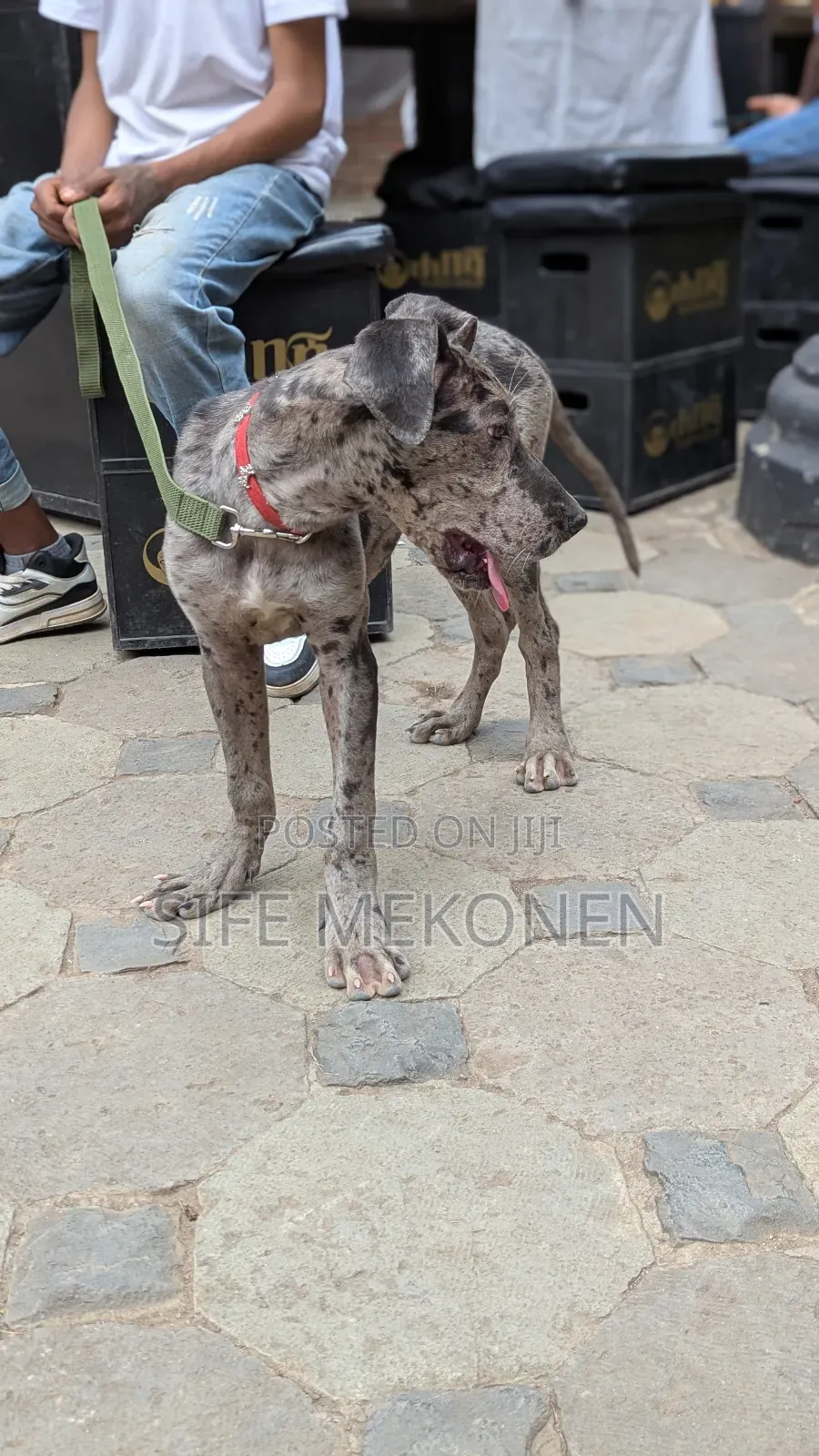 1-3 months Male Purebred Great Dane