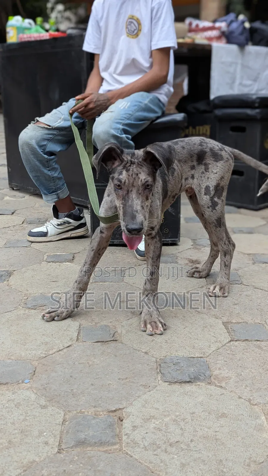 1-3 months Male Purebred Great Dane