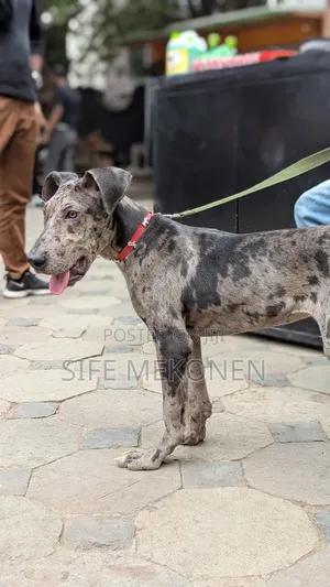 Photo - 1-3 months Male Purebred Great Dane