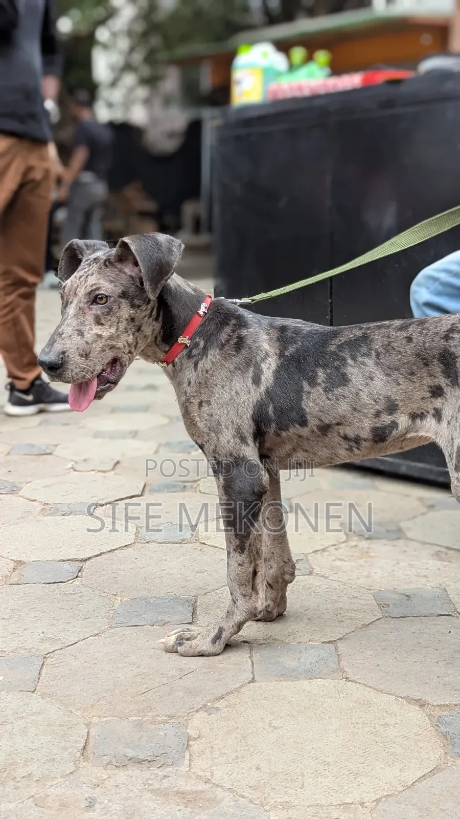1-3 months Male Purebred Great Dane