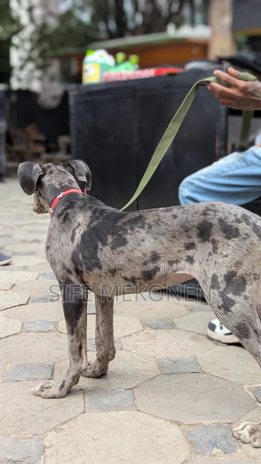 1-3 months Male Purebred Great Dane