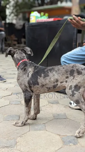 1-3 months Male Purebred Great Dane