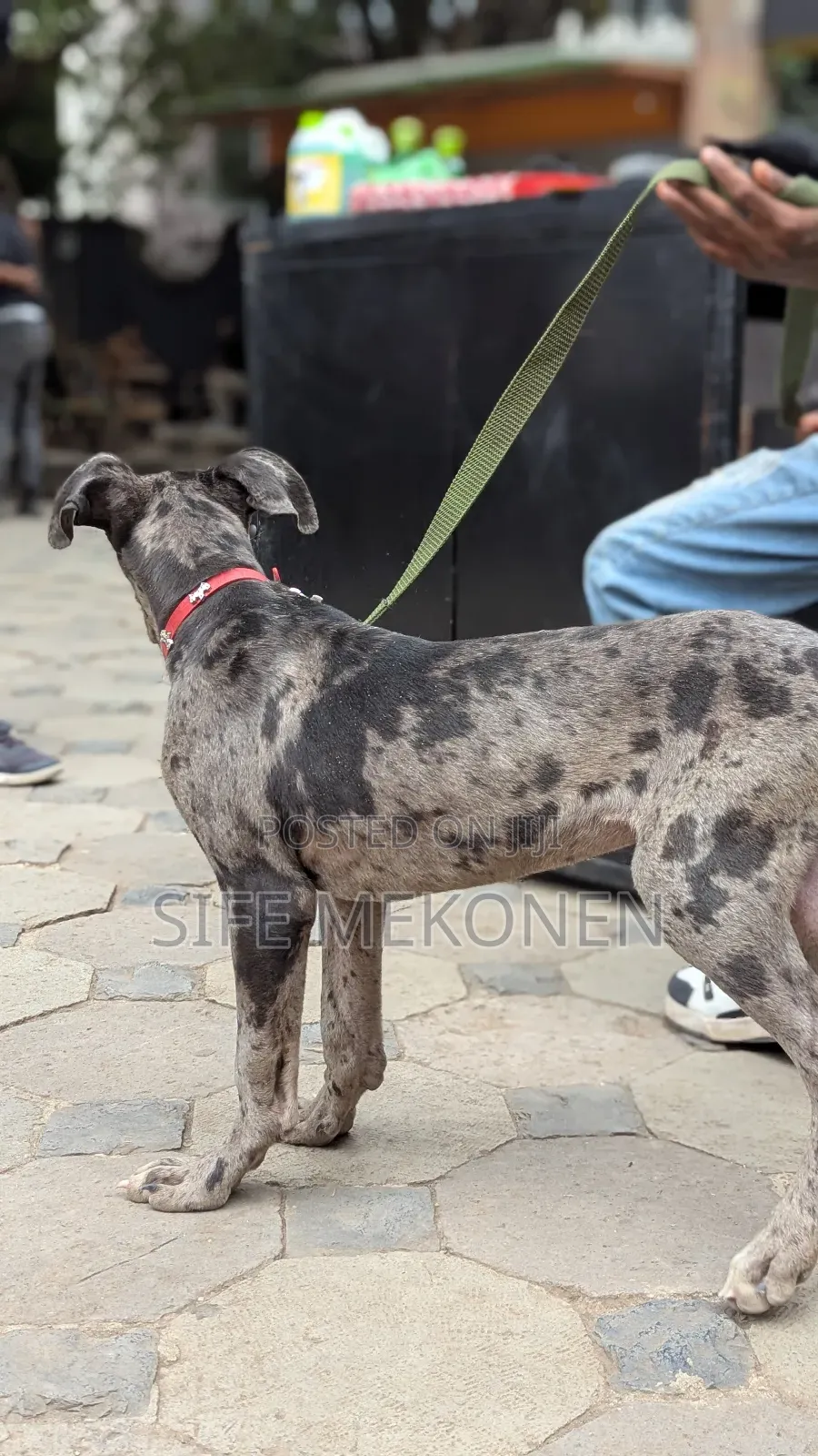 1-3 months Male Purebred Great Dane