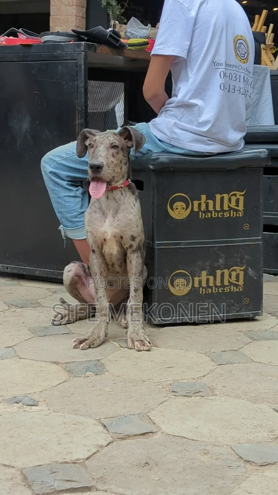 1-3 months Male Purebred Great Dane