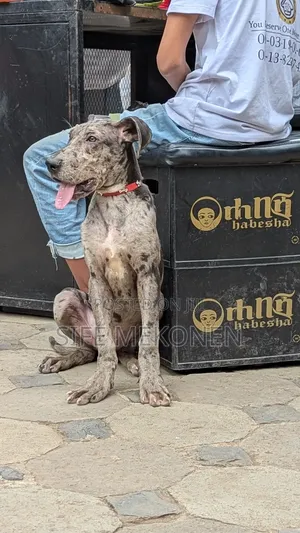 Photo - 1-3 months Male Purebred Great Dane