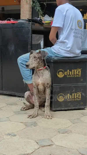 1-3 months Male Purebred Great Dane