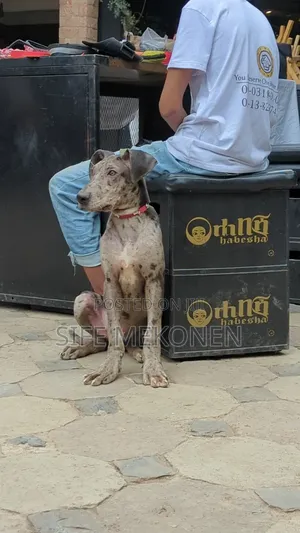 1-3 months Male Purebred Great Dane